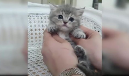 猫咪爱看的视频,揭秘它们最爱的视频内容